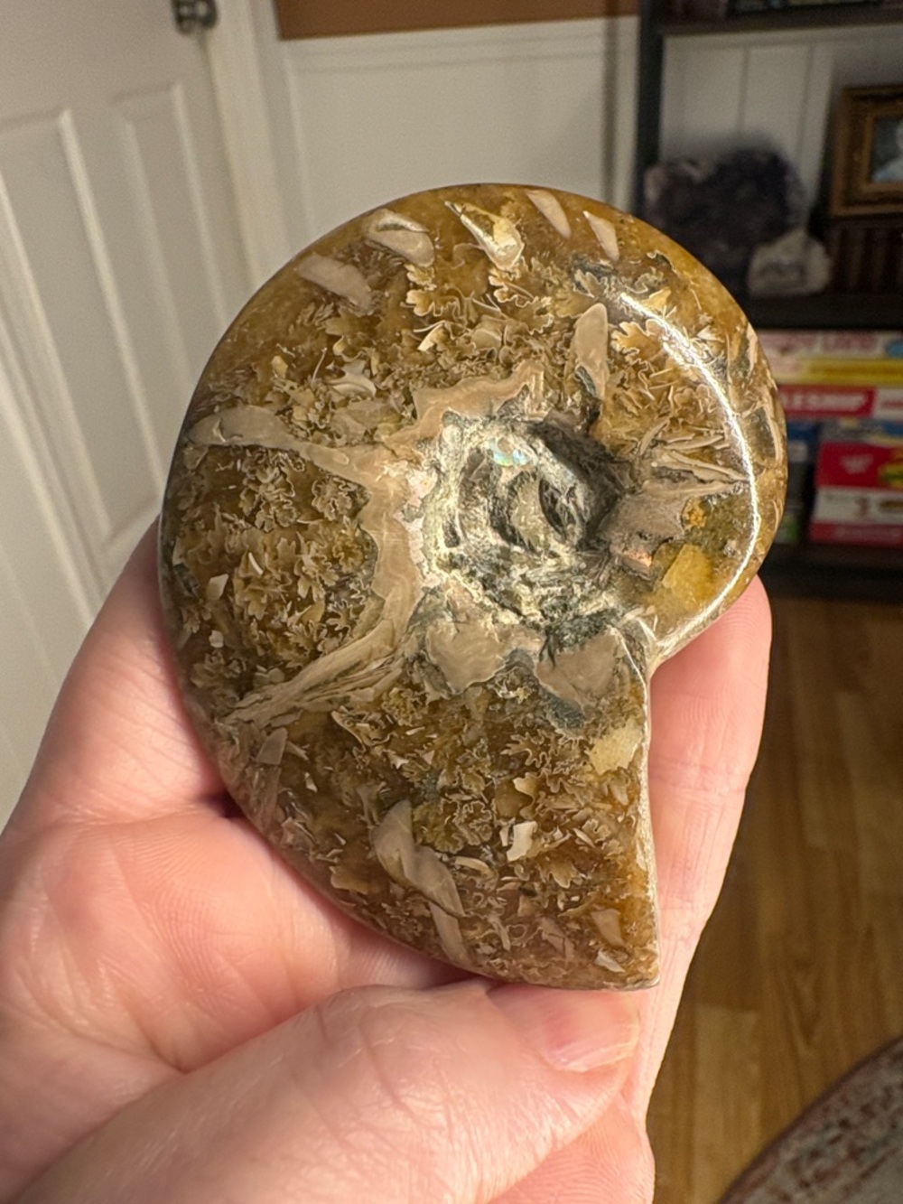 Polished Ammonite Fossil Display